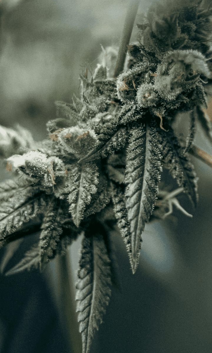 dunkelgrĂĽne Cannabis Pflanze